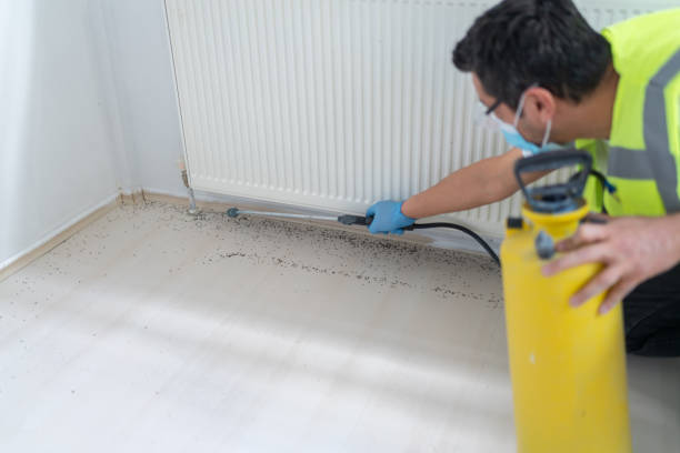 Flea Control Services in Noyack, NY